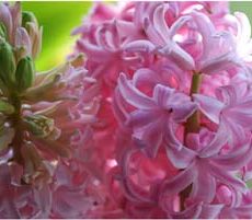 Women’s Day With Surprising Hyacinth Flowers Plant