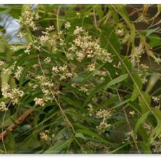 The Neem Plant & It’s Medicinal Secrets