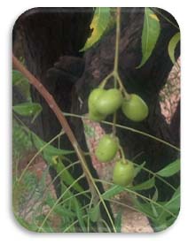 Neem seeds