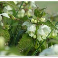 Nettle Spring Cleaner