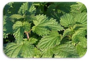 Nettle plant leaves